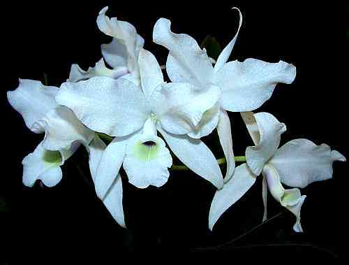 Cattleya skinneri alba
